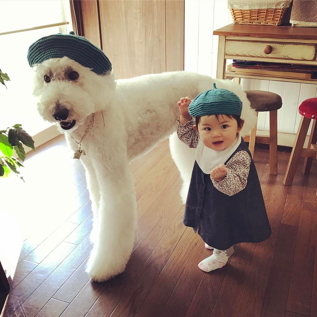 co be 2 tuoi bong noi tieng khap mang xa hoi nho loat anh cung cho poodle sieu de thuong