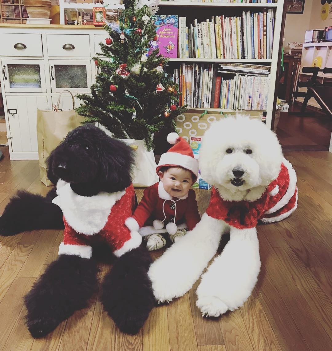 co be 2 tuoi bong noi tieng khap mang xa hoi nho loat anh cung cho poodle sieu de thuong