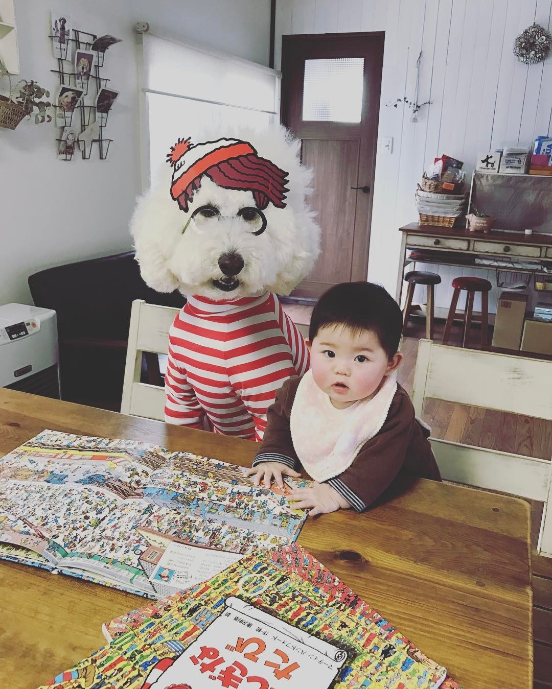 co be 2 tuoi bong noi tieng khap mang xa hoi nho loat anh cung cho poodle sieu de thuong