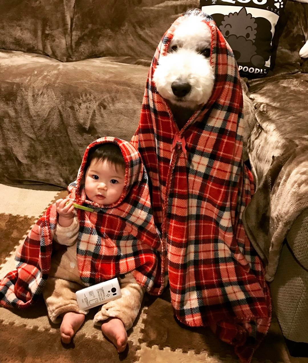 co be 2 tuoi bong noi tieng khap mang xa hoi nho loat anh cung cho poodle sieu de thuong
