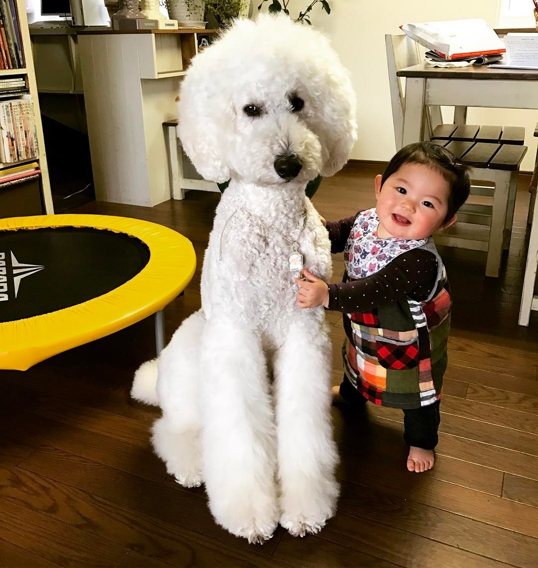 co be 2 tuoi bong noi tieng khap mang xa hoi nho loat anh cung cho poodle sieu de thuong