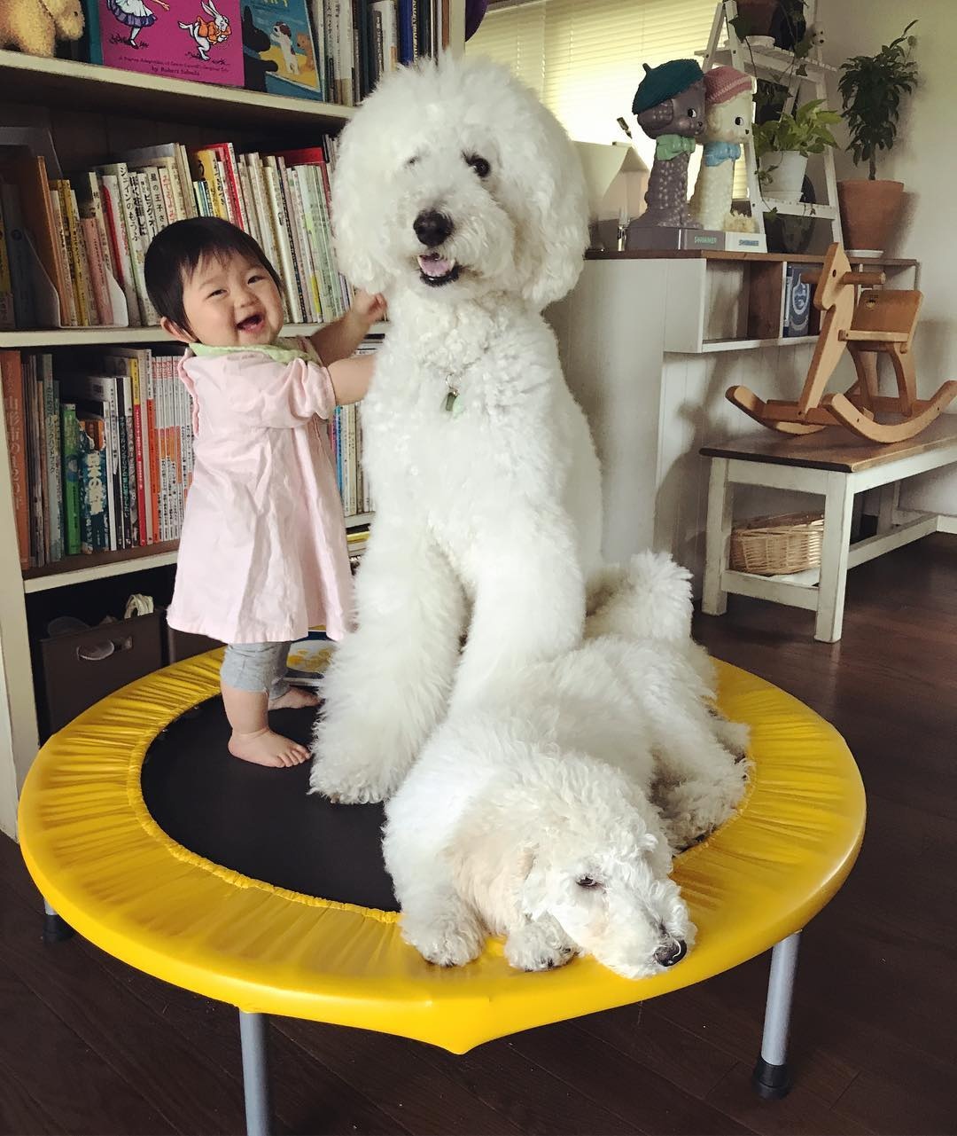 co be 2 tuoi bong noi tieng khap mang xa hoi nho loat anh cung cho poodle sieu de thuong