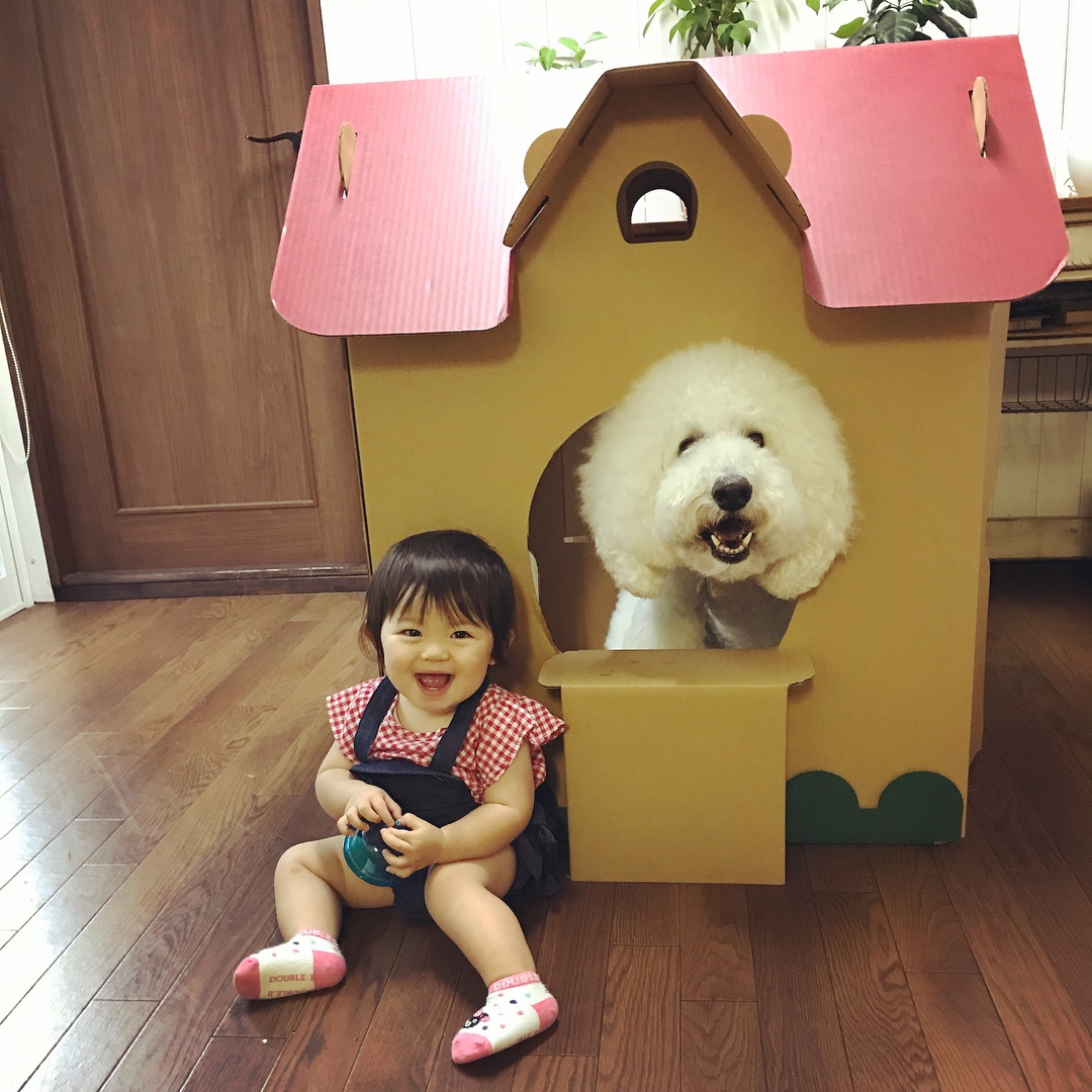 co be 2 tuoi bong noi tieng khap mang xa hoi nho loat anh cung cho poodle sieu de thuong