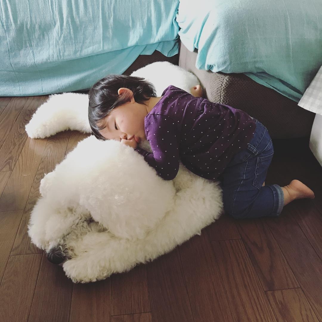 co be 2 tuoi bong noi tieng khap mang xa hoi nho loat anh cung cho poodle sieu de thuong