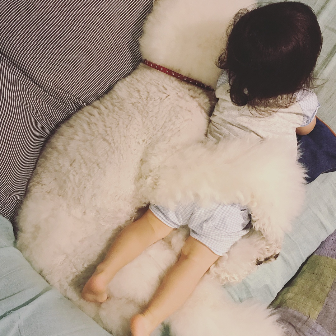 co be 2 tuoi bong noi tieng khap mang xa hoi nho loat anh cung cho poodle sieu de thuong