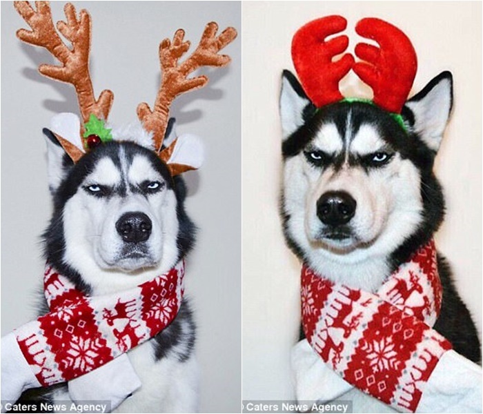 trong khi ca the gioi hao huc chao don noel thi co dua ghet cay ghet dang ngay nay