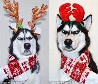 kinh hoang cho husky tan sat hon 600 con ga chi trong mot dem