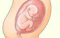 Bảng cân nặng và chiều dài thai nhi mới nhất theo chuẩn của WHO