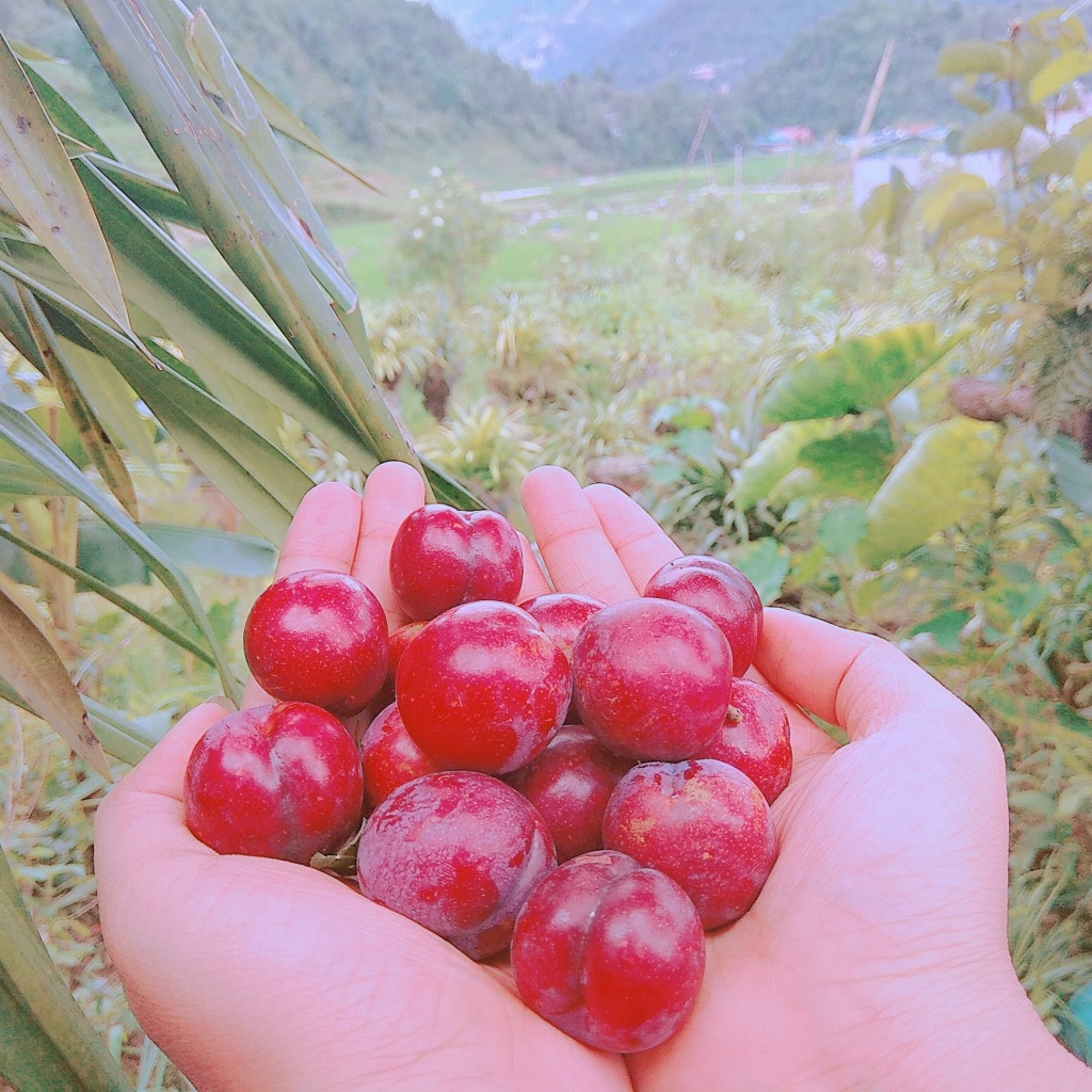 mot ngay theo chan nguoi dao do len rung tim 30 loai la thuoc co truyen