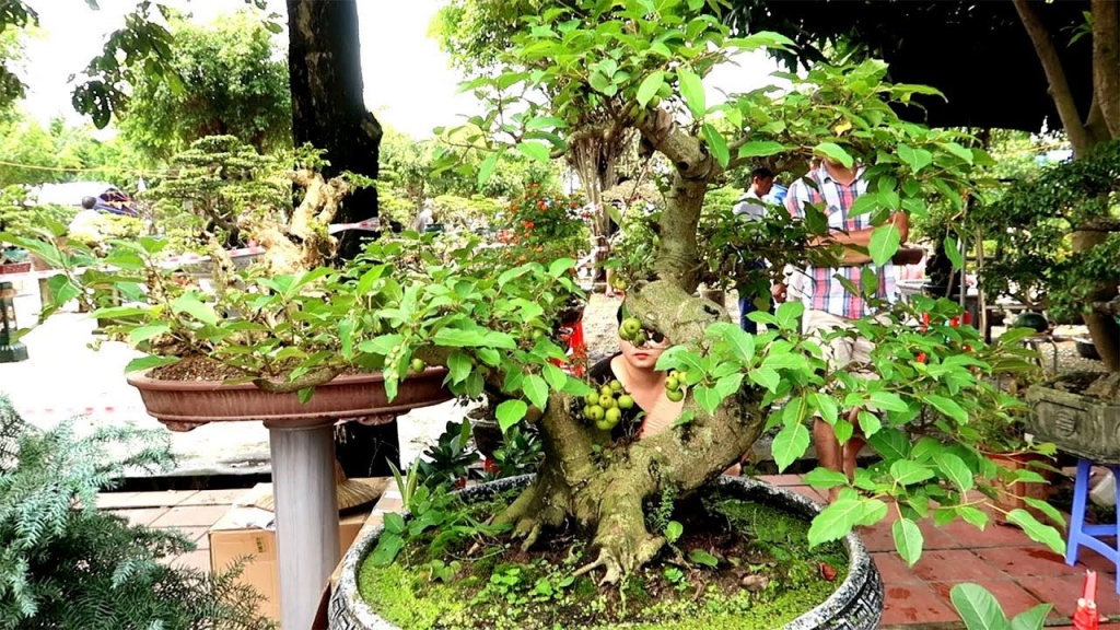 ngoai dao quat nen mua cay gi choi tet de mang tai loc may man ve nha