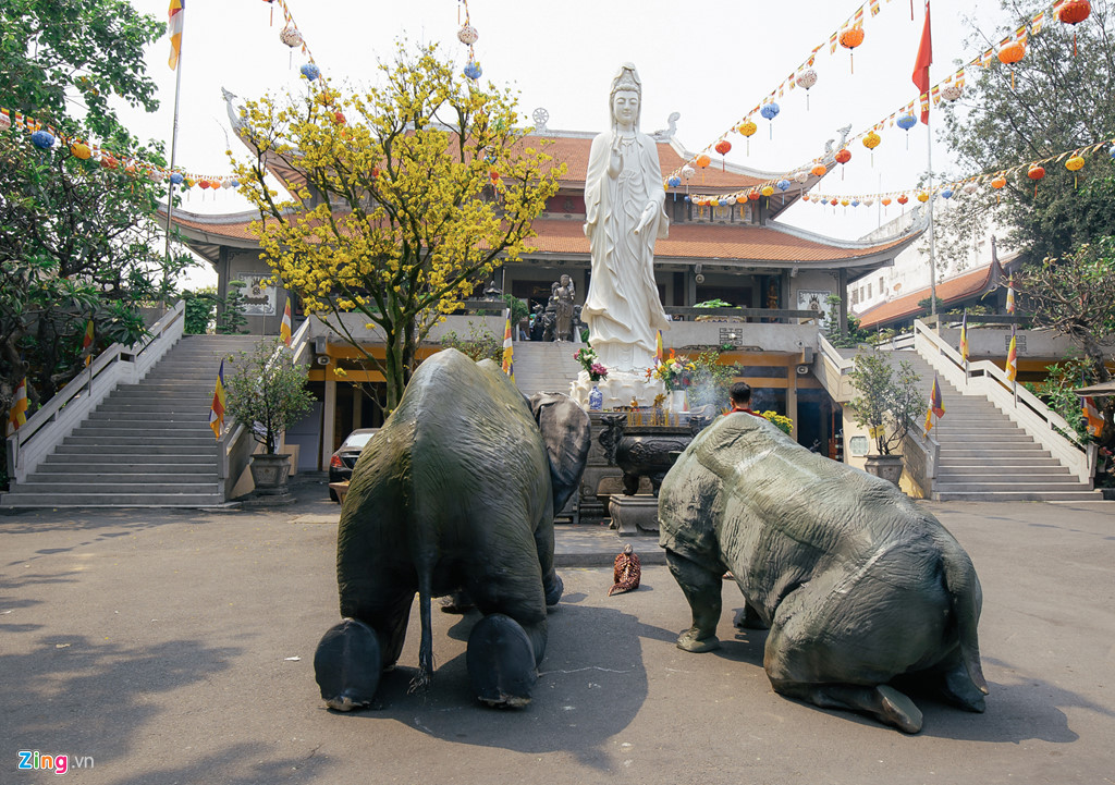 mo hinh te giac bi cua sung quy truoc tuong phat o chua vinh nghiem