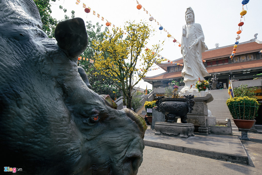 mo hinh te giac bi cua sung quy truoc tuong phat o chua vinh nghiem
