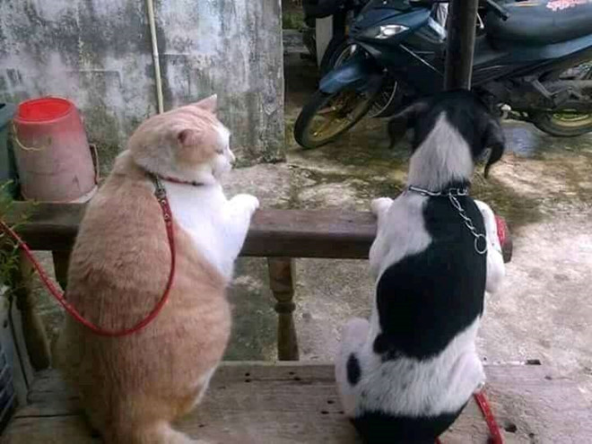 anh che hau qua phu phang sau mot mua tet tha phanh bat chap