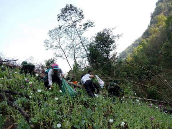 pha nho tieu huy so luong lon cay thuoc phien o khu vuc bien gioi dien bien