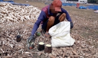 u hoa chat bien khoai mi thanh dong duoc duong di cua hoai son gia
