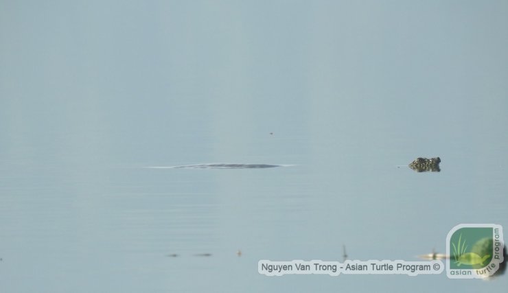 rua sap tuyet chung tren the gioi bat ngo xuat hien tro lai tai viet nam