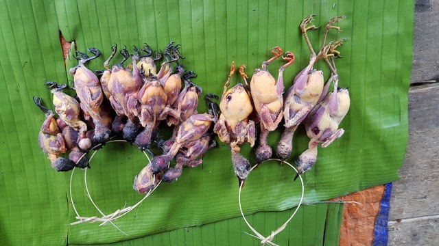 tan sat thu rung nhung hinh anh chet choc khien bat cu ai cung phai mat ngu