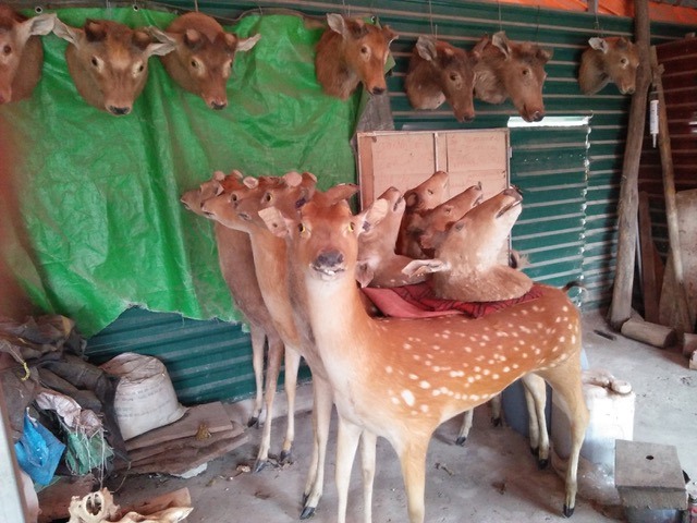 tan sat thu rung nhung hinh anh chet choc khien bat cu ai cung phai mat ngu