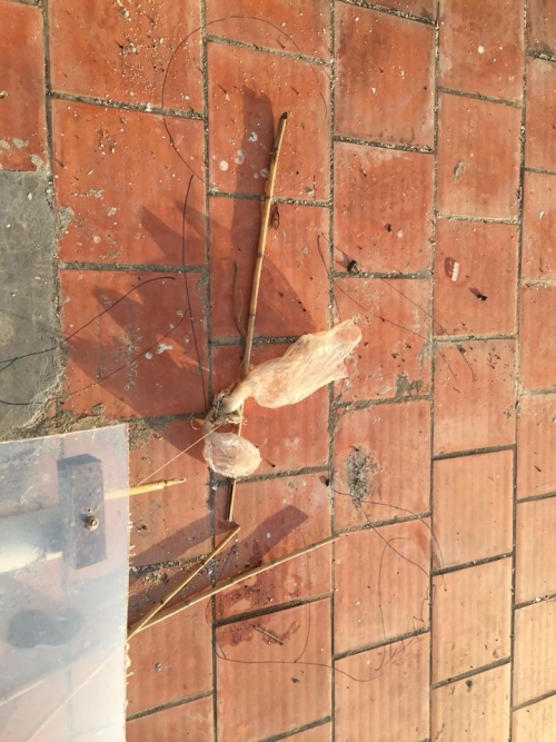 vu nu sinh tram cam roi tu tang 8 tu vong nhieu sinh vien hoang so chuyen phong