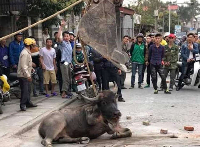 dung may cau ha trau dien huc nhieu nguoi tren duong
