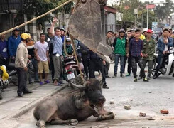 Dùng máy cẩu hạ trâu 'điên' húc nhiều người trên đường