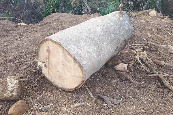 chu cay quai thu o dak lak nguoi ta dua toi sap giay bao ky