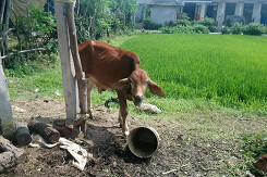 Bán bò giống chính sách, người thân cán bộ xin hoàn lại nửa tiền