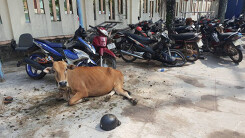 Công an huyện Phú Quốc tạm giam... 2 con bò