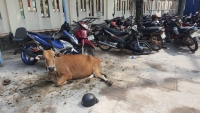 cong an phu quoc tran ap bang bao ke tranh chap dat