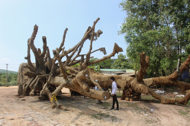 kiem lam tra lai 2 cay da khong lo cho chu
