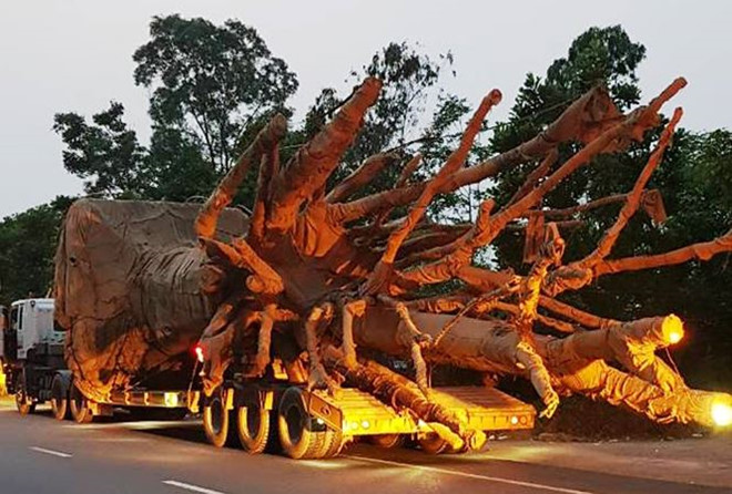 kiem lam tra lai 2 cay da khong lo cho chu
