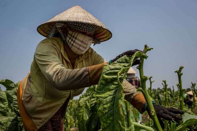 canh dong thuoc lao lon nhat sai gon vao mua thu hoach