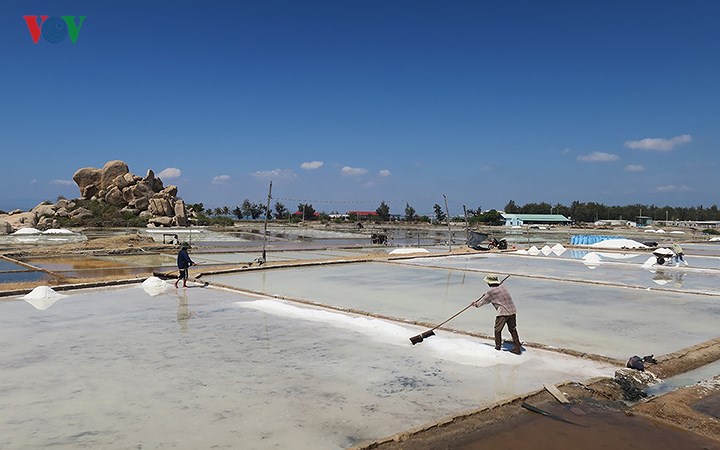 diem dan ninh thuan ho hoi thu hoach muoi vi duoc gia