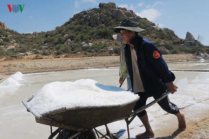 diem dan ninh thuan ho hoi thu hoach muoi vi duoc gia