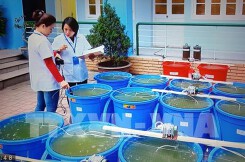 Lần đầu thả, cấy tảo lục xuống hồ Gươm