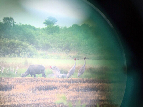 gan 40 con seu dau do quy hiem ve khu bao ton o kien giang