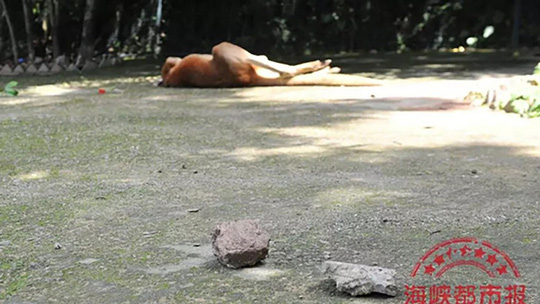 malaysia giai cuu tran 7 m bi tai nan giao thong