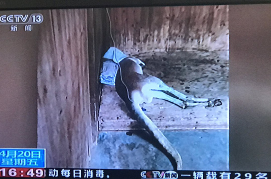 malaysia giai cuu tran 7 m bi tai nan giao thong