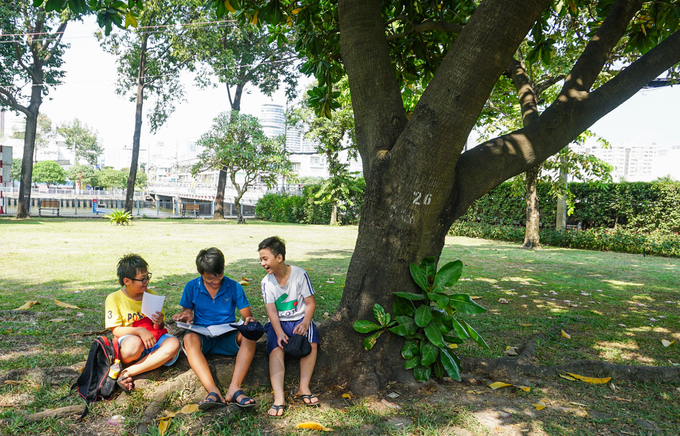 cay bang vuong 16 nam tuoi o sai gon vao mua no hoa