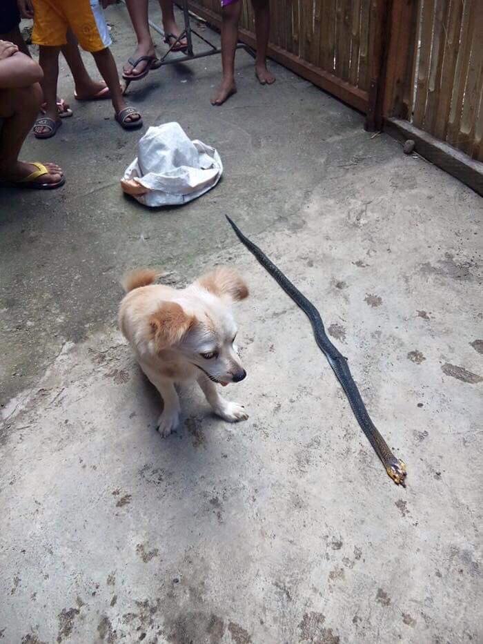 nu cuoi cuoi cung cua chu cho cung anh mat em lam tot chu cau chu truoc khi chet khien dan mang xuc dong