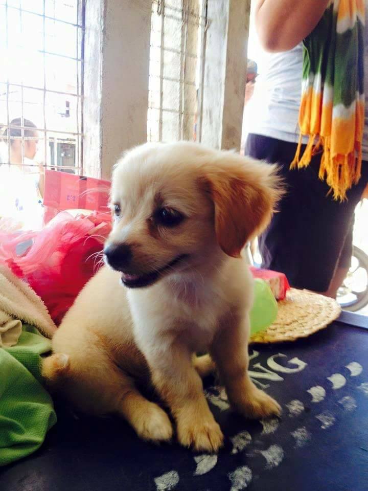 nu cuoi cuoi cung cua chu cho cung anh mat em lam tot chu cau chu truoc khi chet khien dan mang xuc dong