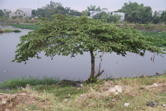 phat hien thi the nam thanh nien nghi treo co tu tu canh bo ho
