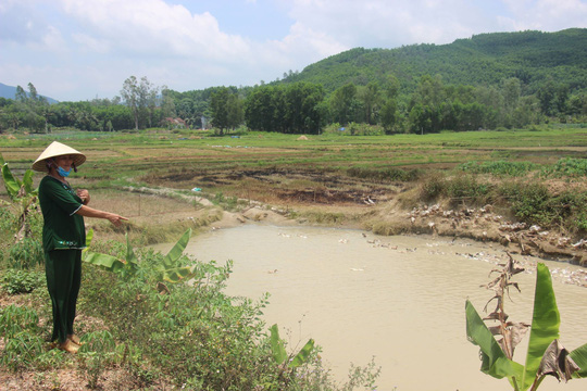 chuyen la vit an mot tren dong lua cua dan xa thu phi tien trieu