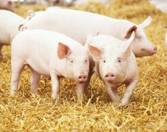 Giá heo hơi tuần qua: Biến động khả quan vào dịp nghỉ lễ
