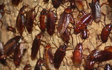 Kế hoạch của người nuôi đội quân gián 300 triệu con