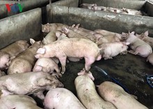 Hàng trăm con heo bị bơm căng nước trước khi tiêu thụ