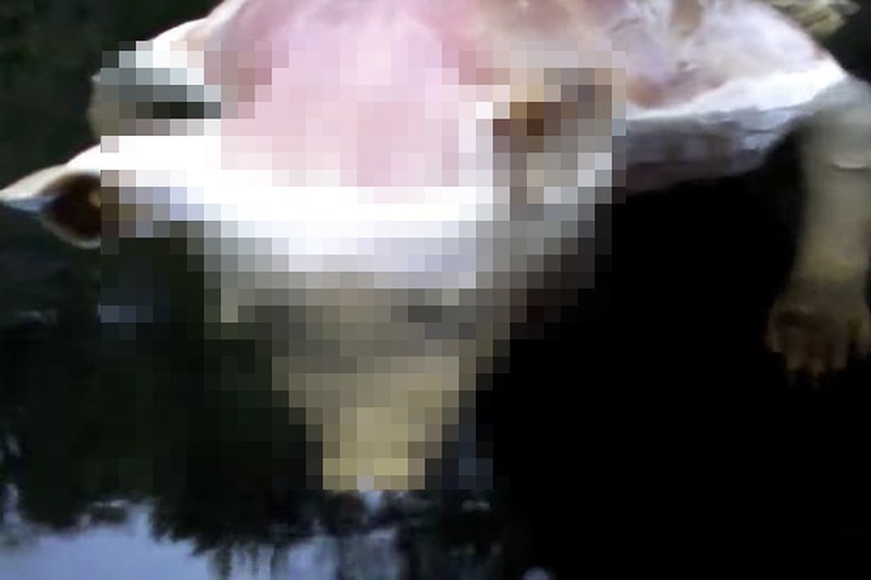 kinh di phat hien heo co ban tay nguoi