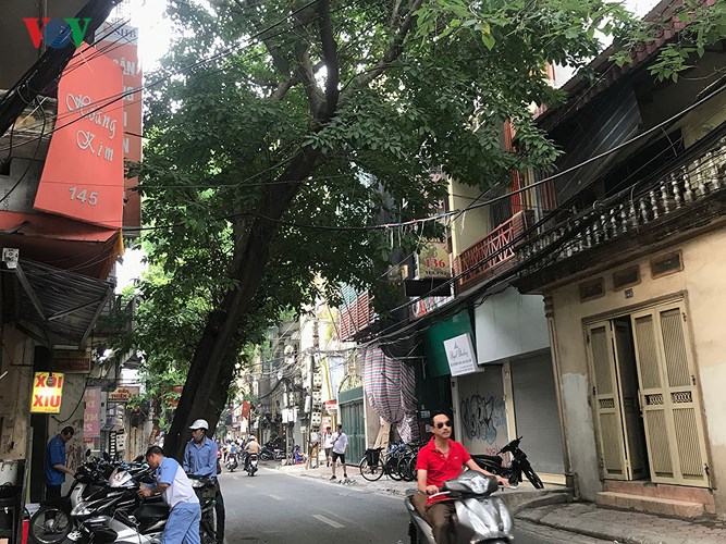 hiem hoa tu cay xanh co nguy co gay do trong mua mua bao
