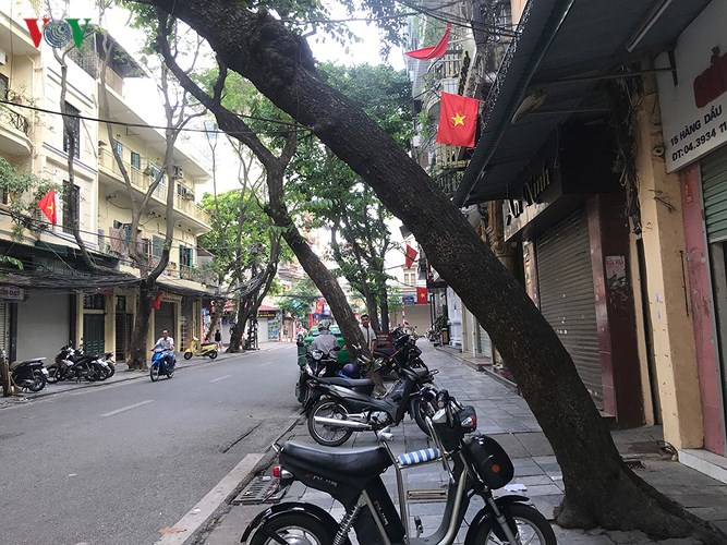 hiem hoa tu cay xanh co nguy co gay do trong mua mua bao
