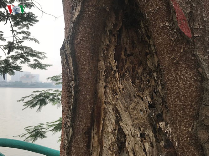 hiem hoa tu cay xanh co nguy co gay do trong mua mua bao